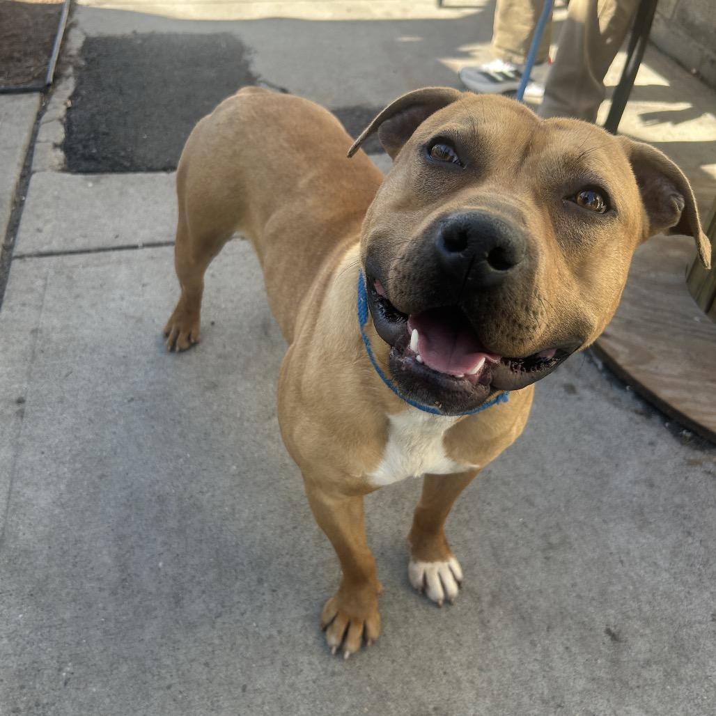 Enlarge Hess, a Adoptable Pit Bull Terrier in Weimar, CA image 3/6