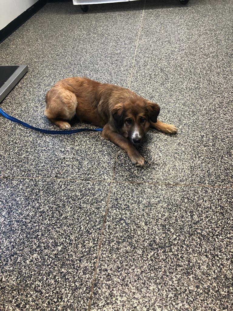 Enlarge Keena, a Adoptable mixed breed in Columbia, TN image 2/2