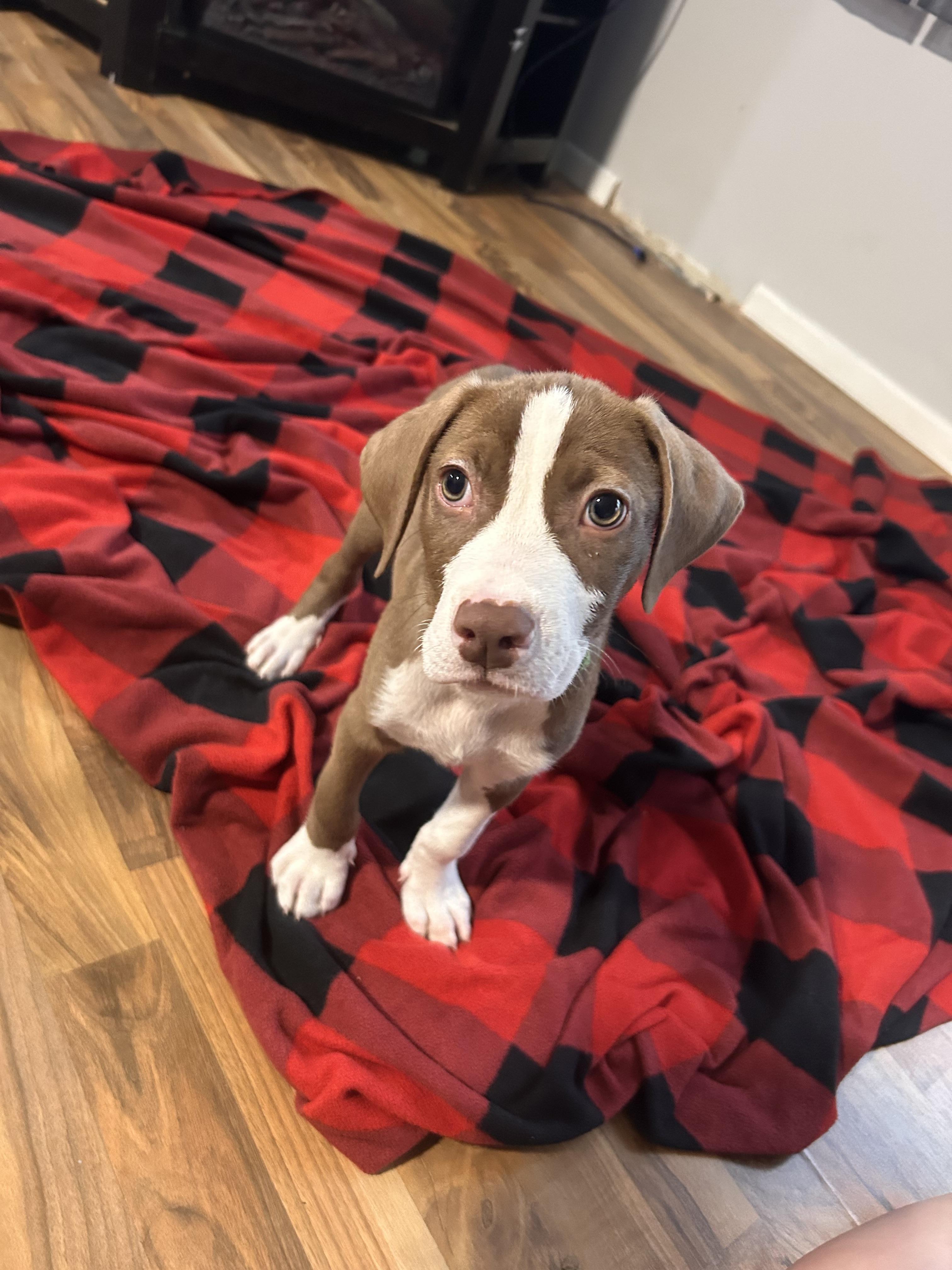 Slinky, a Adoptable Pit Bull Terrier in Minneapolis, MN image 1/6