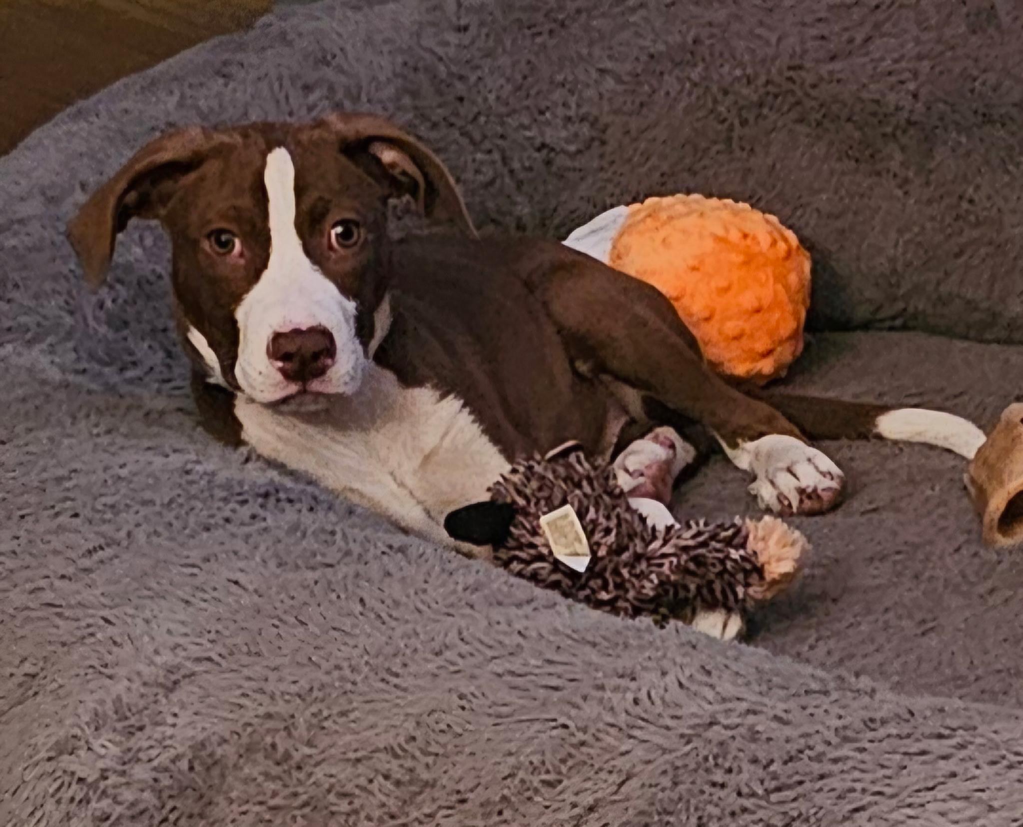 Slinky, a Adoptable Pit Bull Terrier in Minneapolis, MN image 2/6