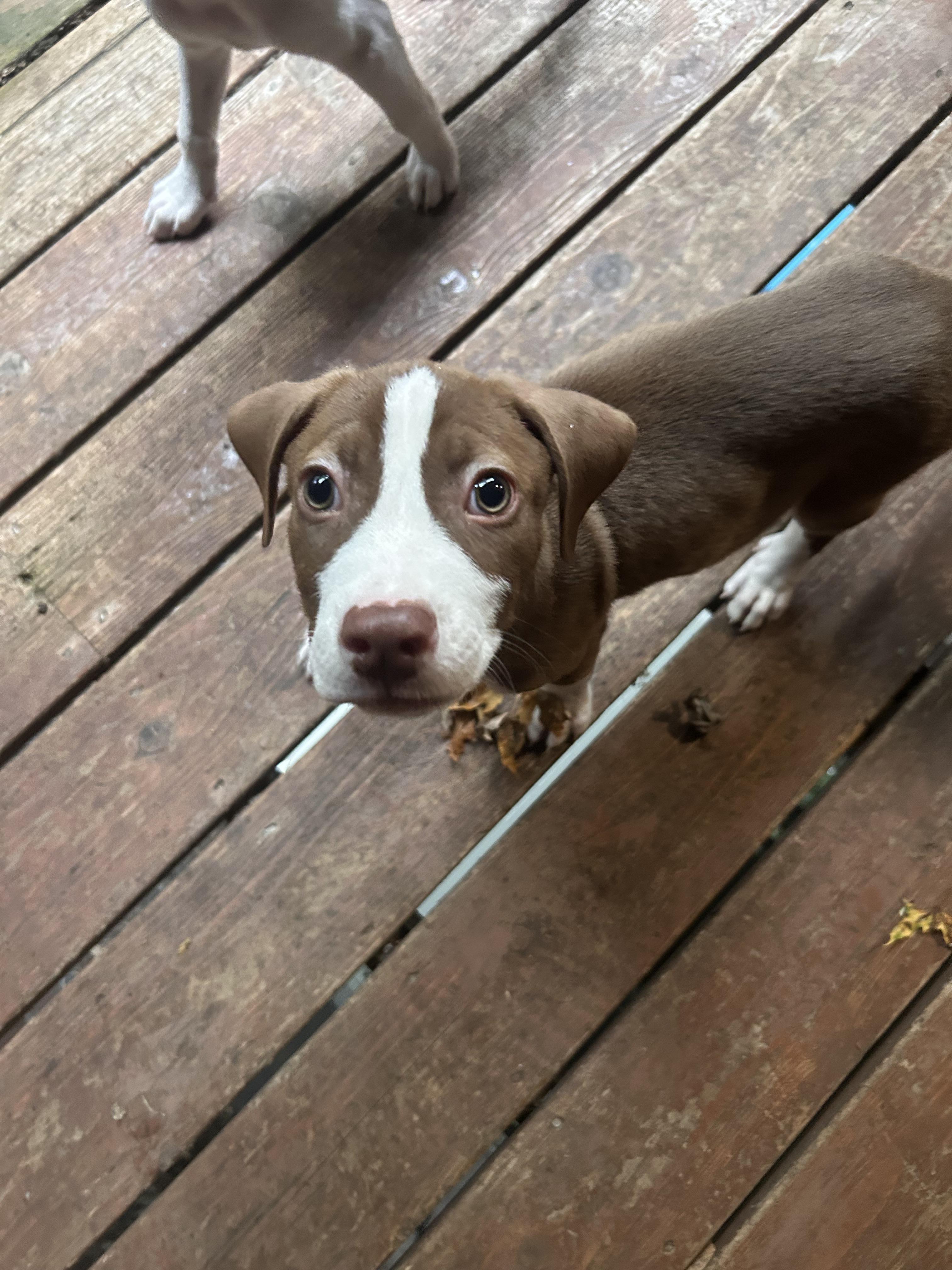Slinky, a Adoptable Pit Bull Terrier in Minneapolis, MN image 3/6