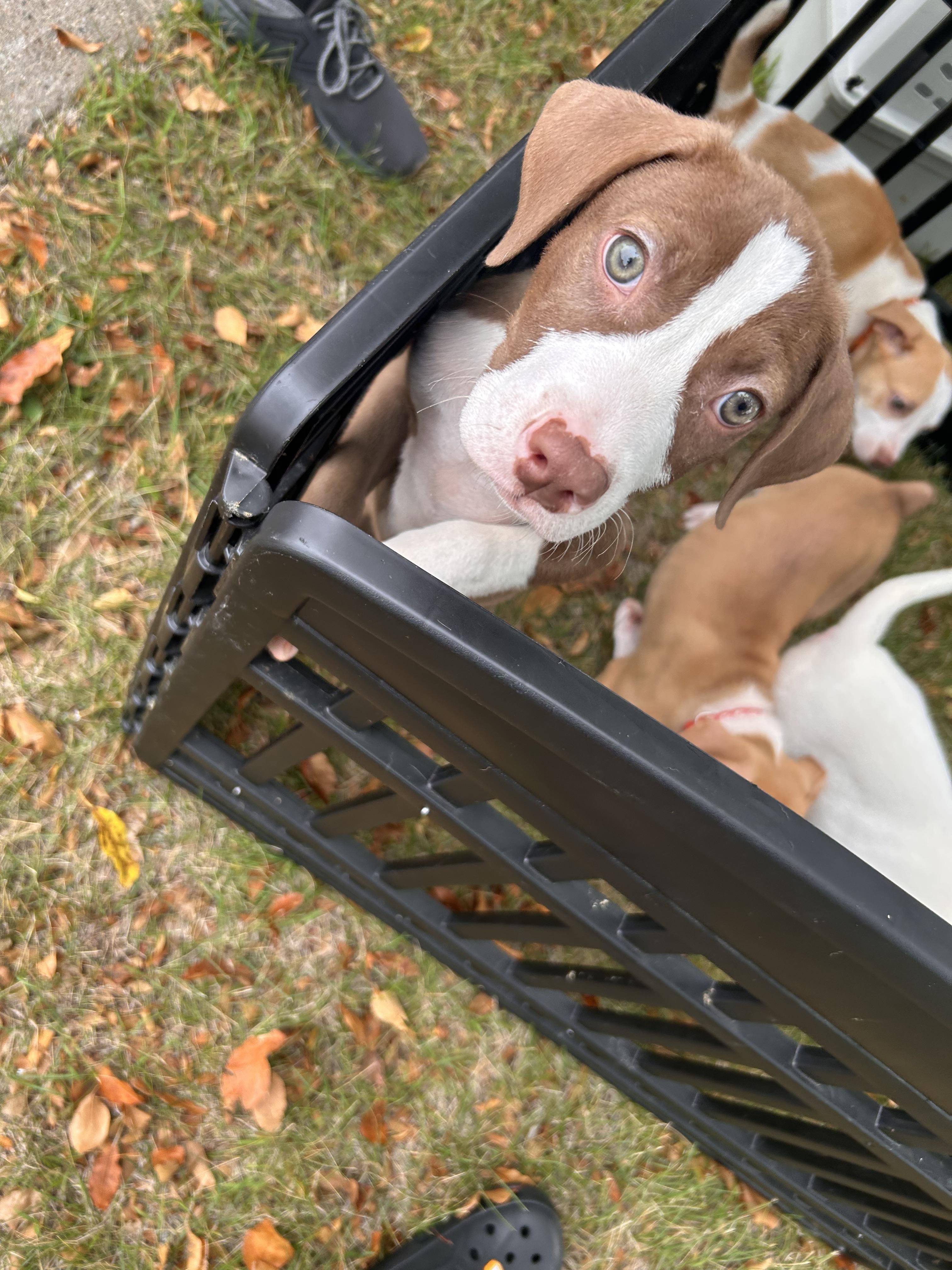 Slinky, a Adoptable Pit Bull Terrier in Minneapolis, MN image 4/6
