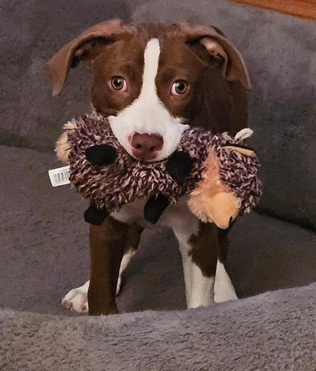 Slinky, a Adoptable Pit Bull Terrier in Minneapolis, MN image 5/6