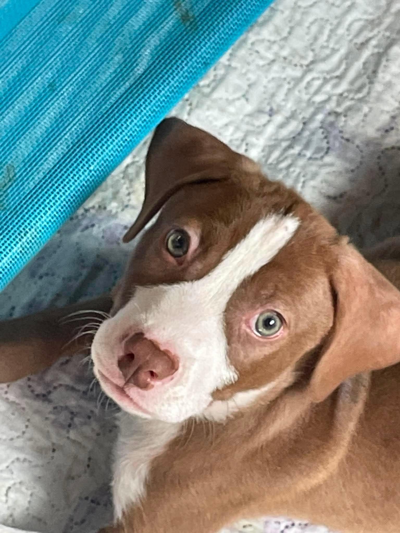 Slinky, a Adoptable Pit Bull Terrier in Minneapolis, MN image 6/6
