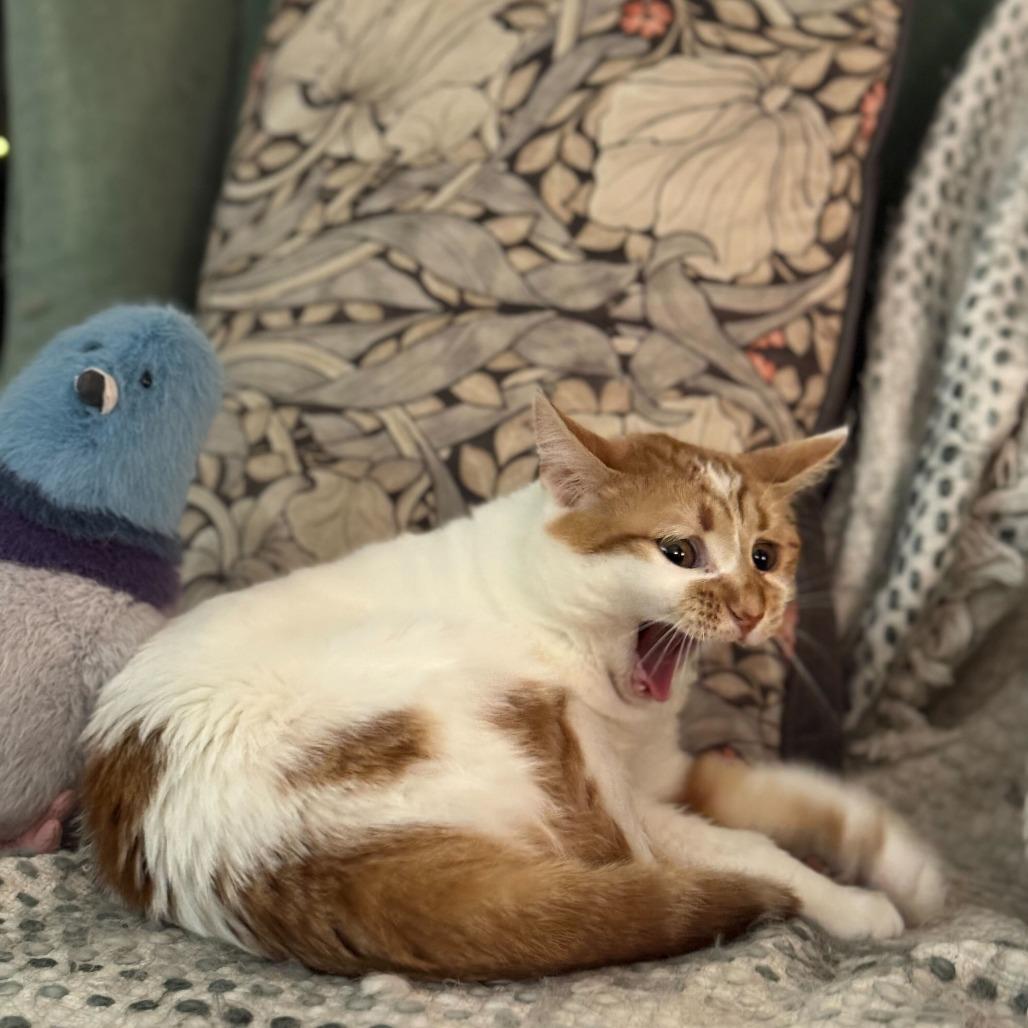 Enlarge Georgia, a Adoptable Domestic Short Hair in New York, NY image 1/6