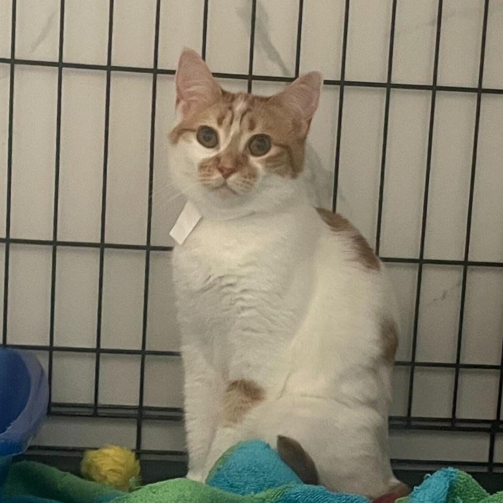 Enlarge Georgia, a Adoptable Domestic Short Hair in New York, NY image 2/6