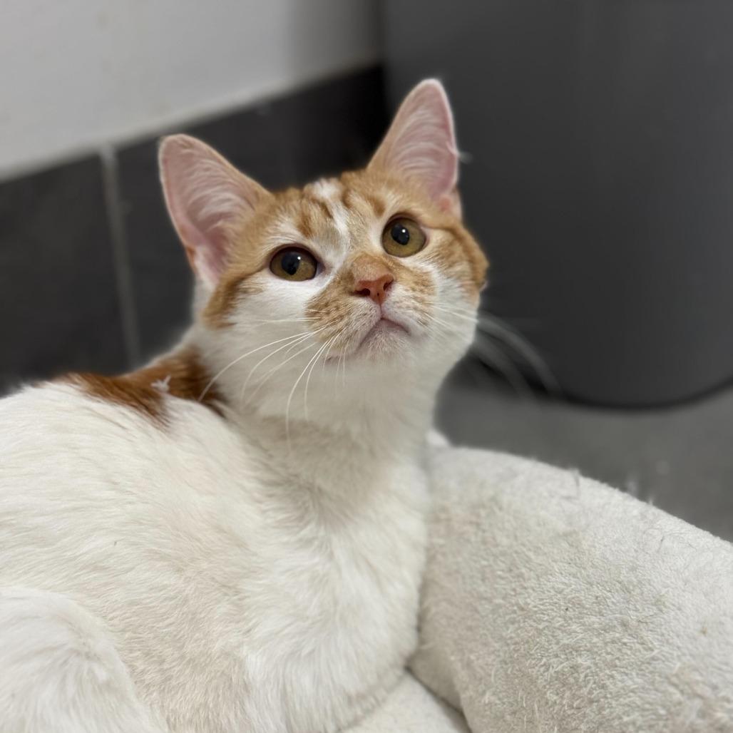 Enlarge Georgia, a Adoptable Domestic Short Hair in New York, NY image 3/6