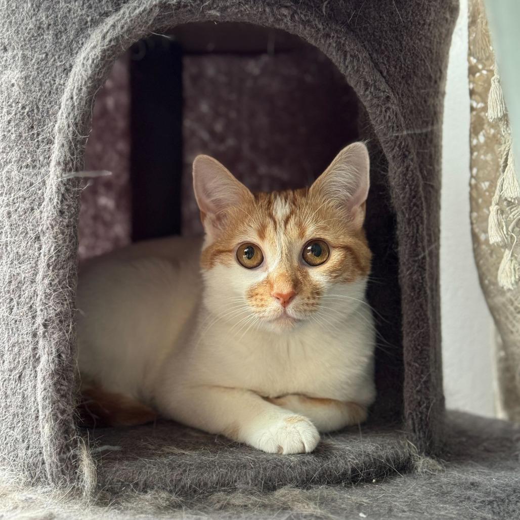 Enlarge Georgia, a Adoptable Domestic Short Hair in New York, NY image 4/6