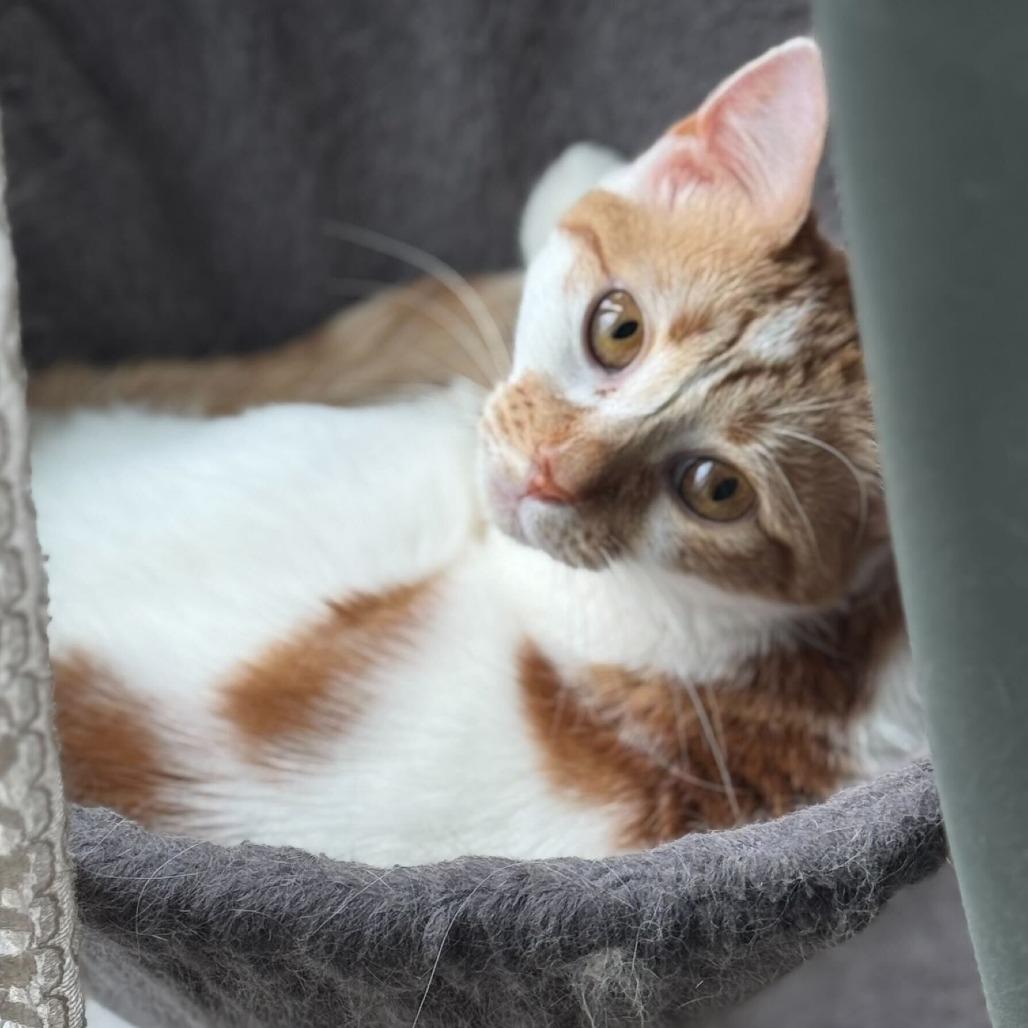 Enlarge Georgia, a Adoptable Domestic Short Hair in New York, NY image 5/6