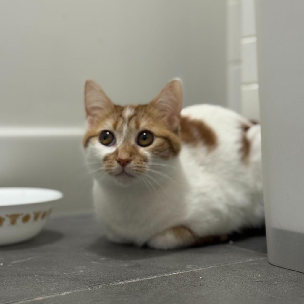 Enlarge Georgia, a Adoptable Domestic Short Hair in New York, NY image 6/6