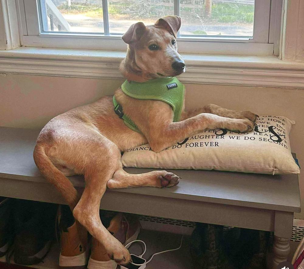 Enlarge Jasper, a Adoptable mixed breed in Saugus, MA image 1/6