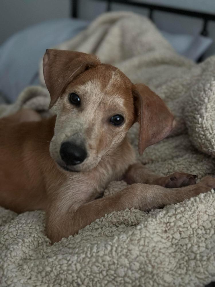 Enlarge Jasper, a Adoptable mixed breed in Saugus, MA image 2/6