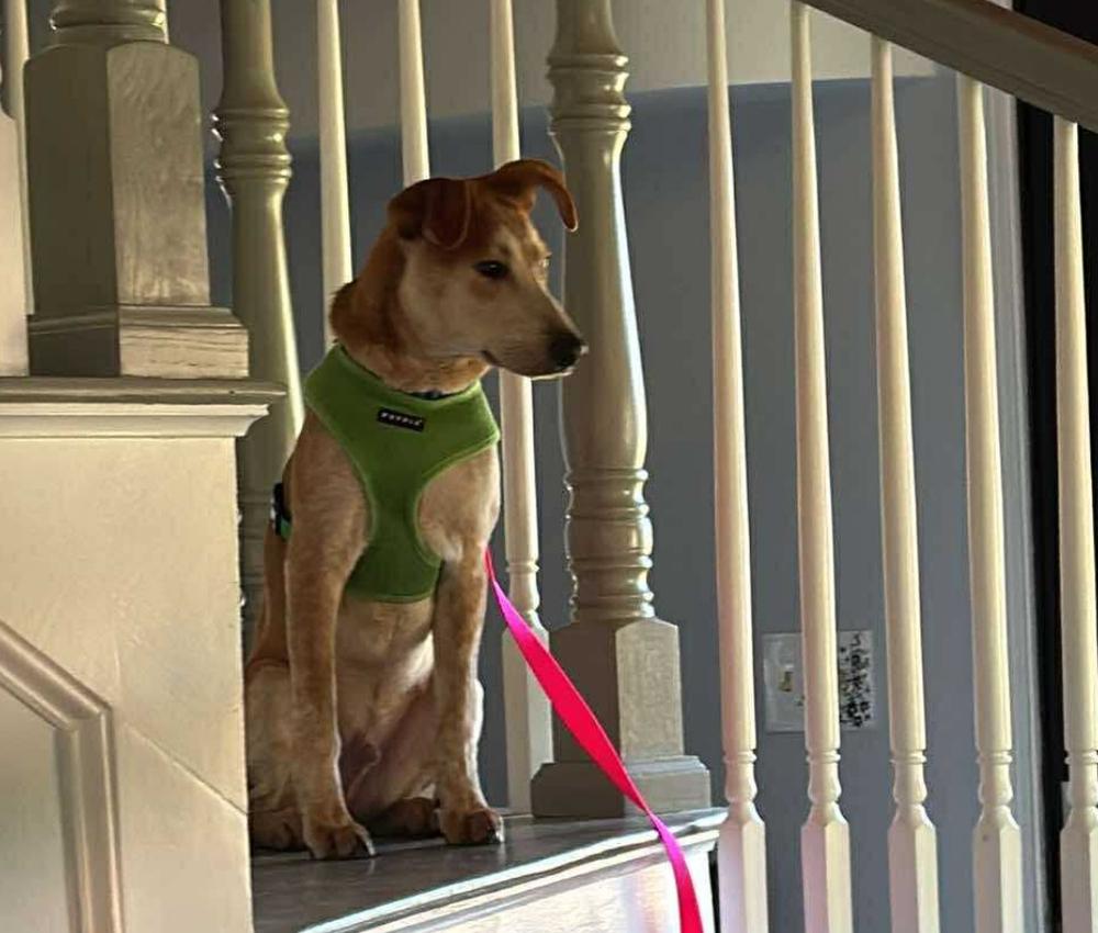 Enlarge Jasper, a Adoptable mixed breed in Saugus, MA image 3/6