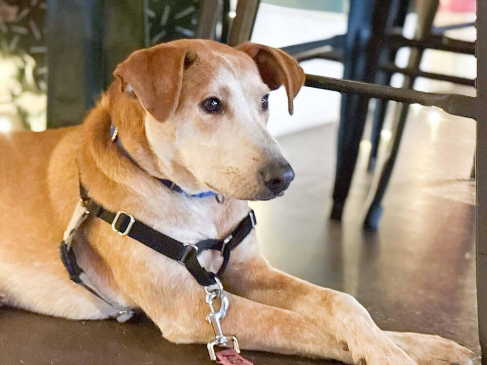 Enlarge Jasper, a Adoptable mixed breed in Saugus, MA image 4/6