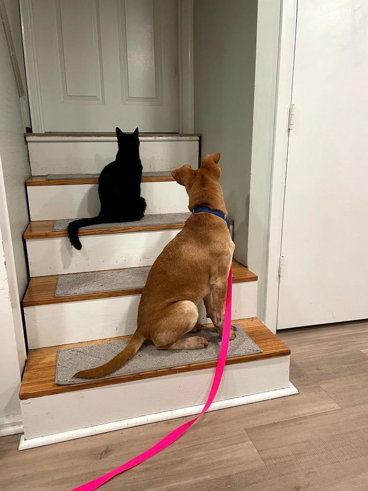 Enlarge Jasper, a Adoptable mixed breed in Saugus, MA image 5/6