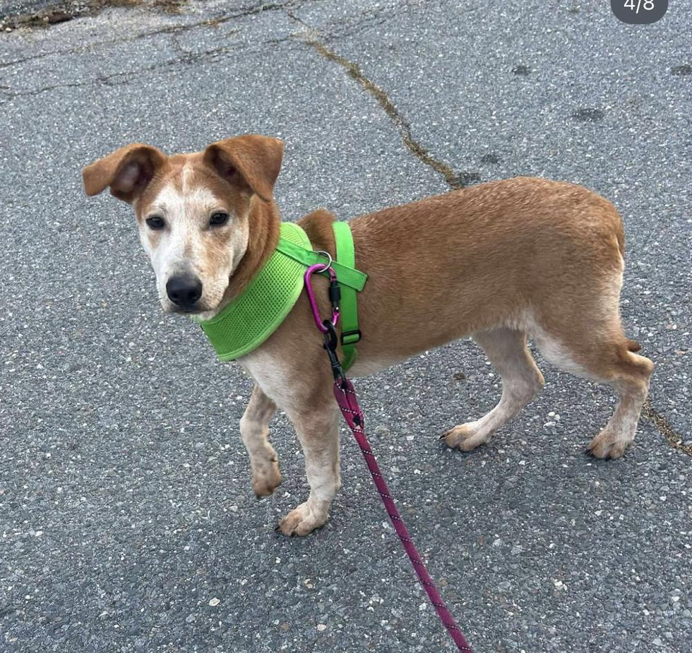 Enlarge Jasper, a Adoptable mixed breed in Saugus, MA image 6/6
