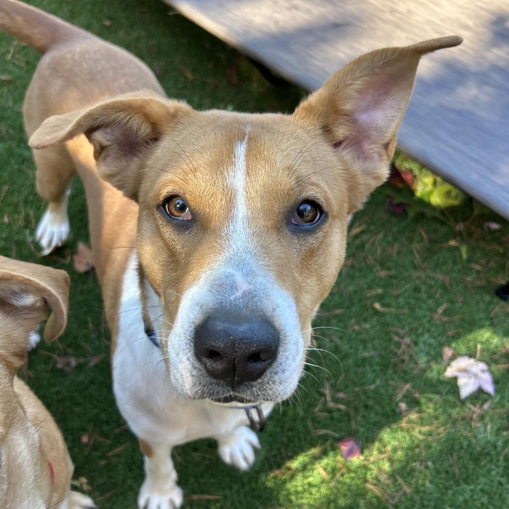 Ford, Adoptable, Adult Male Yellow Labrador Retriever & Hound.