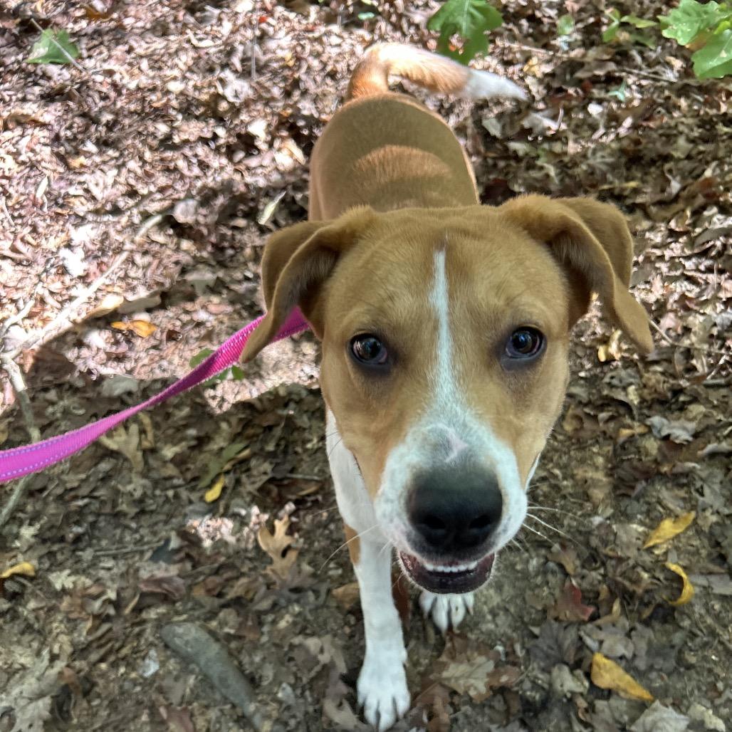 Enlarge Ford, a Adoptable mixed breed in Troy, VA image 2/6