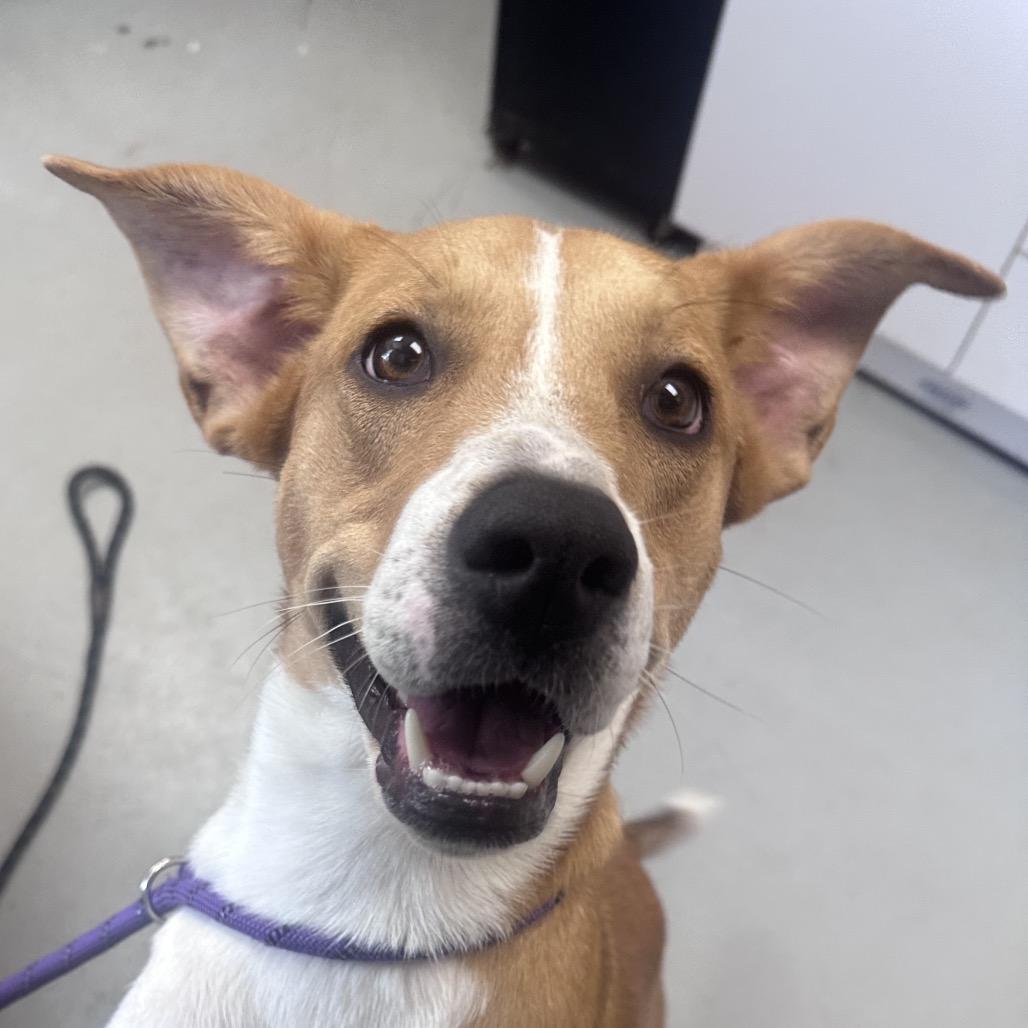 Enlarge Ford, a Adoptable mixed breed in Troy, VA image 3/6