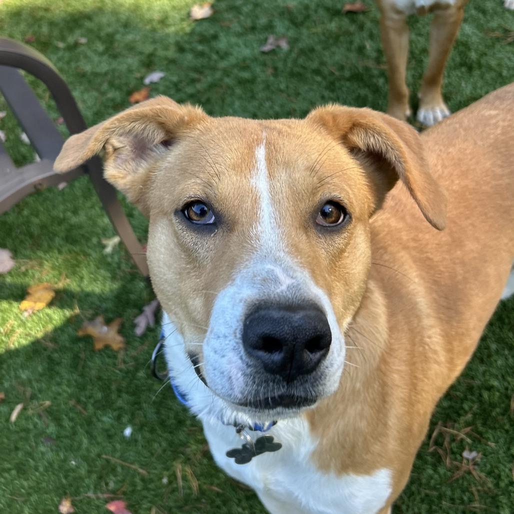Enlarge Ford, a Adoptable mixed breed in Troy, VA image 4/6