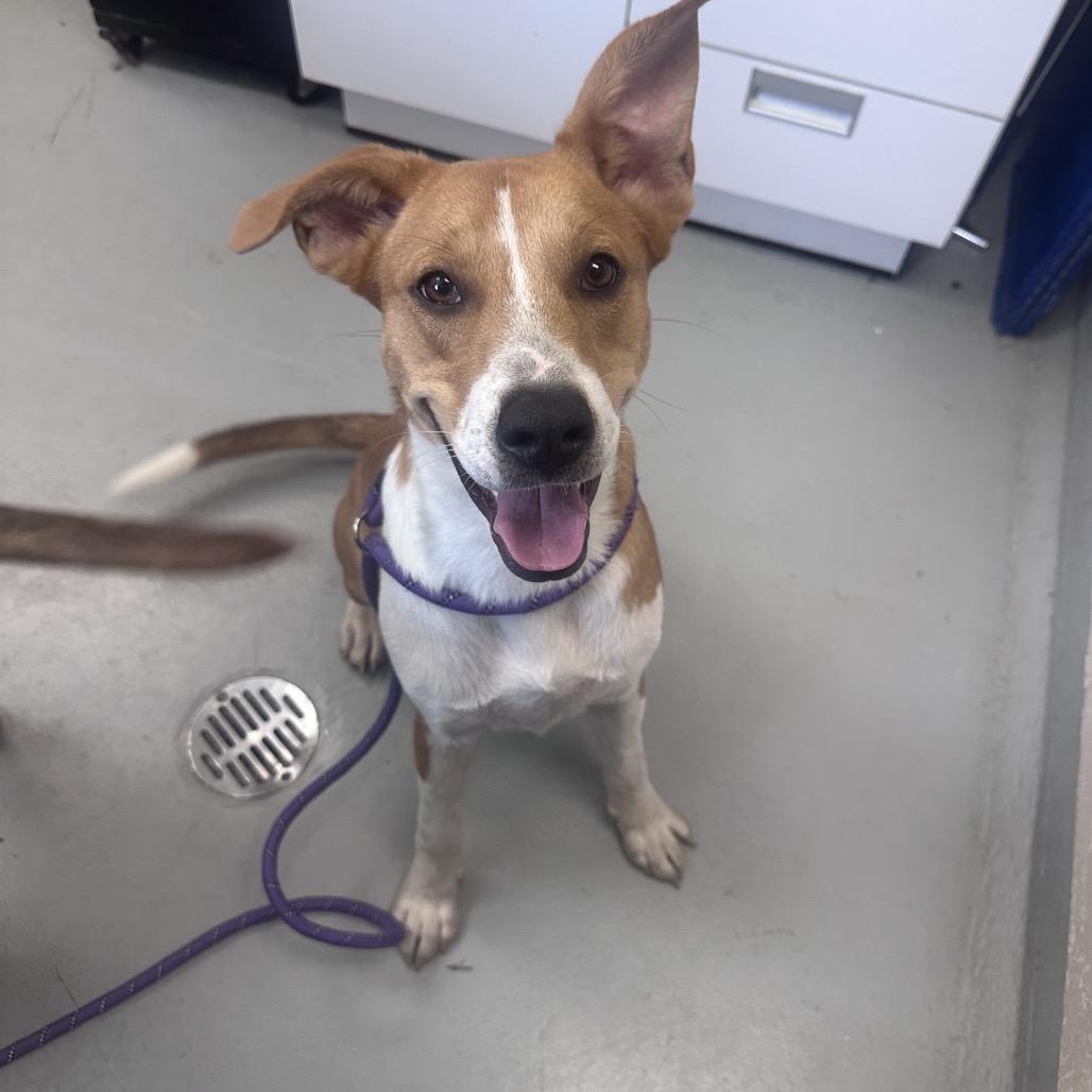 Enlarge Ford, a Adoptable mixed breed in Troy, VA image 5/6