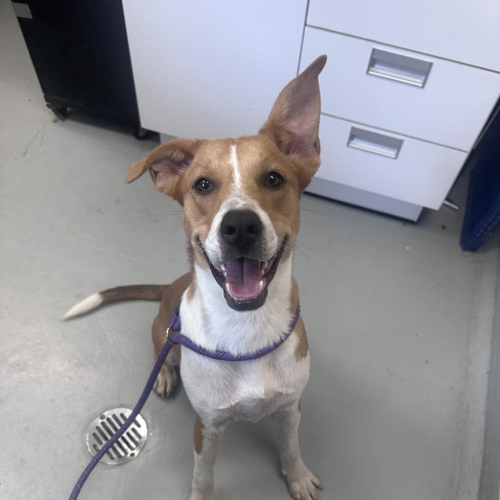 Enlarge Ford, a Adoptable mixed breed in Troy, VA image 6/6