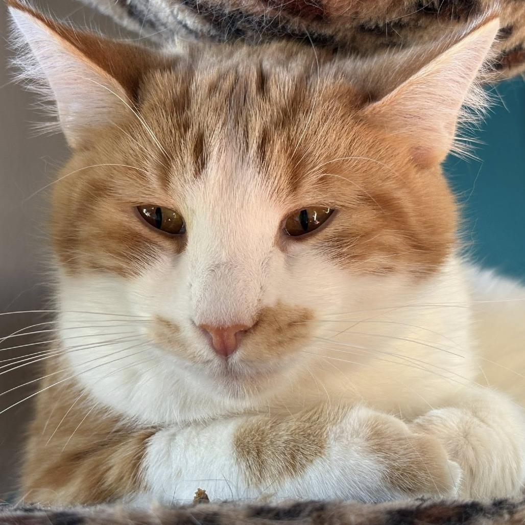 Amos, a Adoptable Domestic Short Hair in Johnstown, PA image 2/2