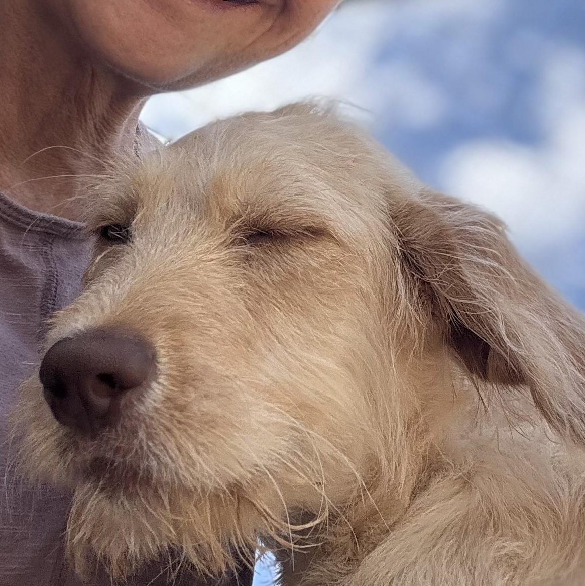 Magnolia, an adoptable Goldendoodle in New Canaan, CT, 06840 | Photo Image 3