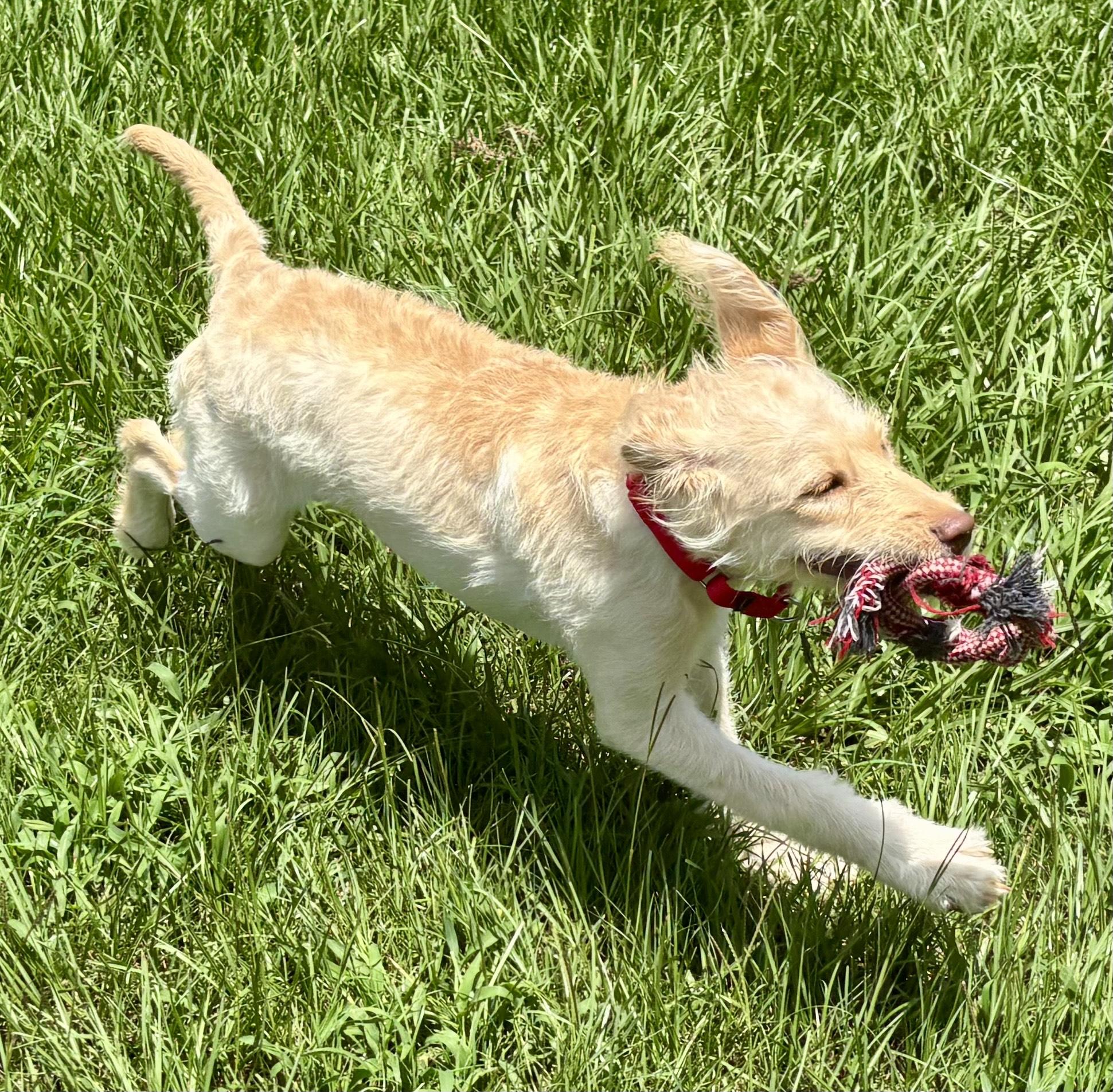Magnolia, an adoptable Goldendoodle in New Canaan, CT, 06840 | Photo Image 2