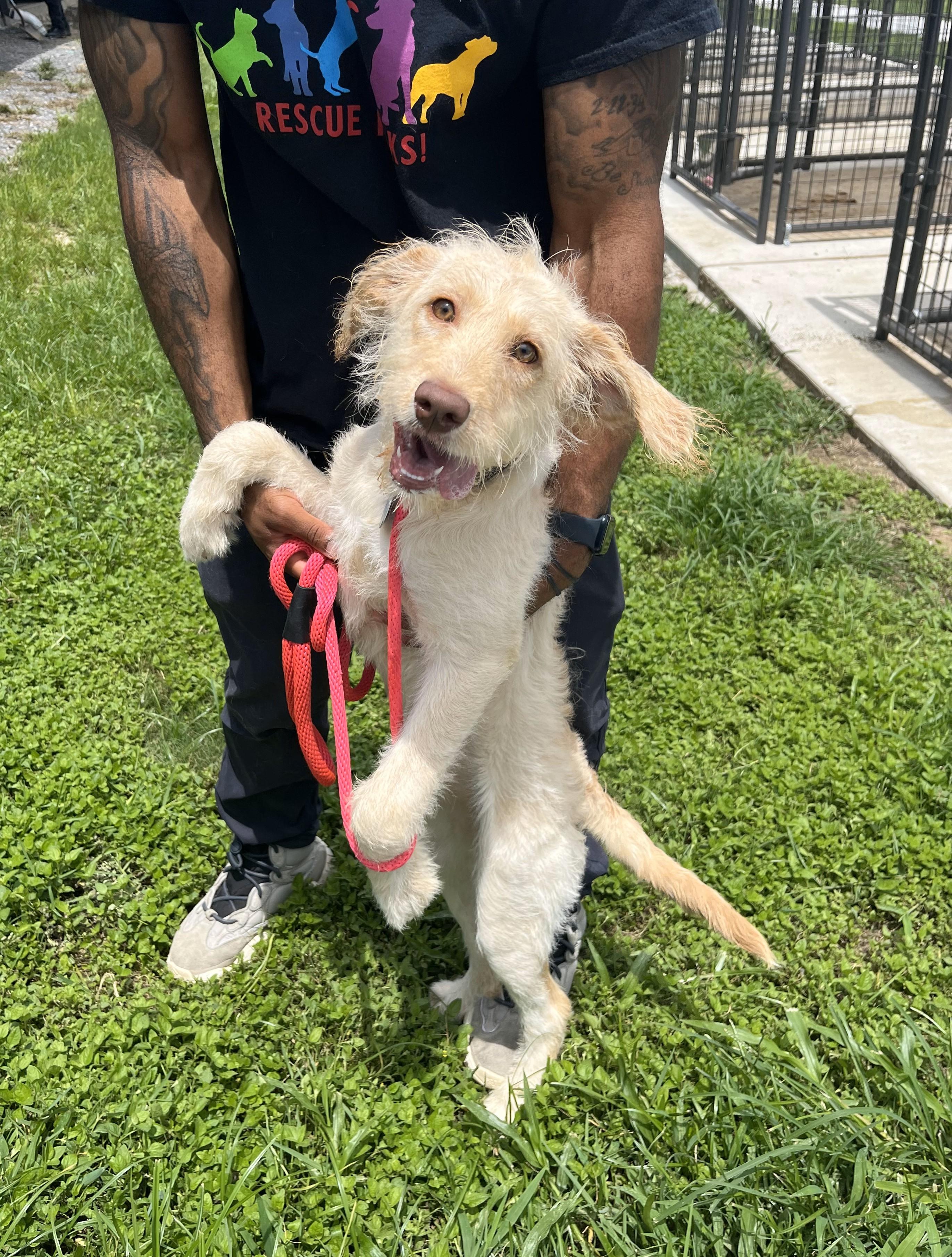 Magnolia, an adoptable Goldendoodle in New Canaan, CT, 06840 | Photo Image 4