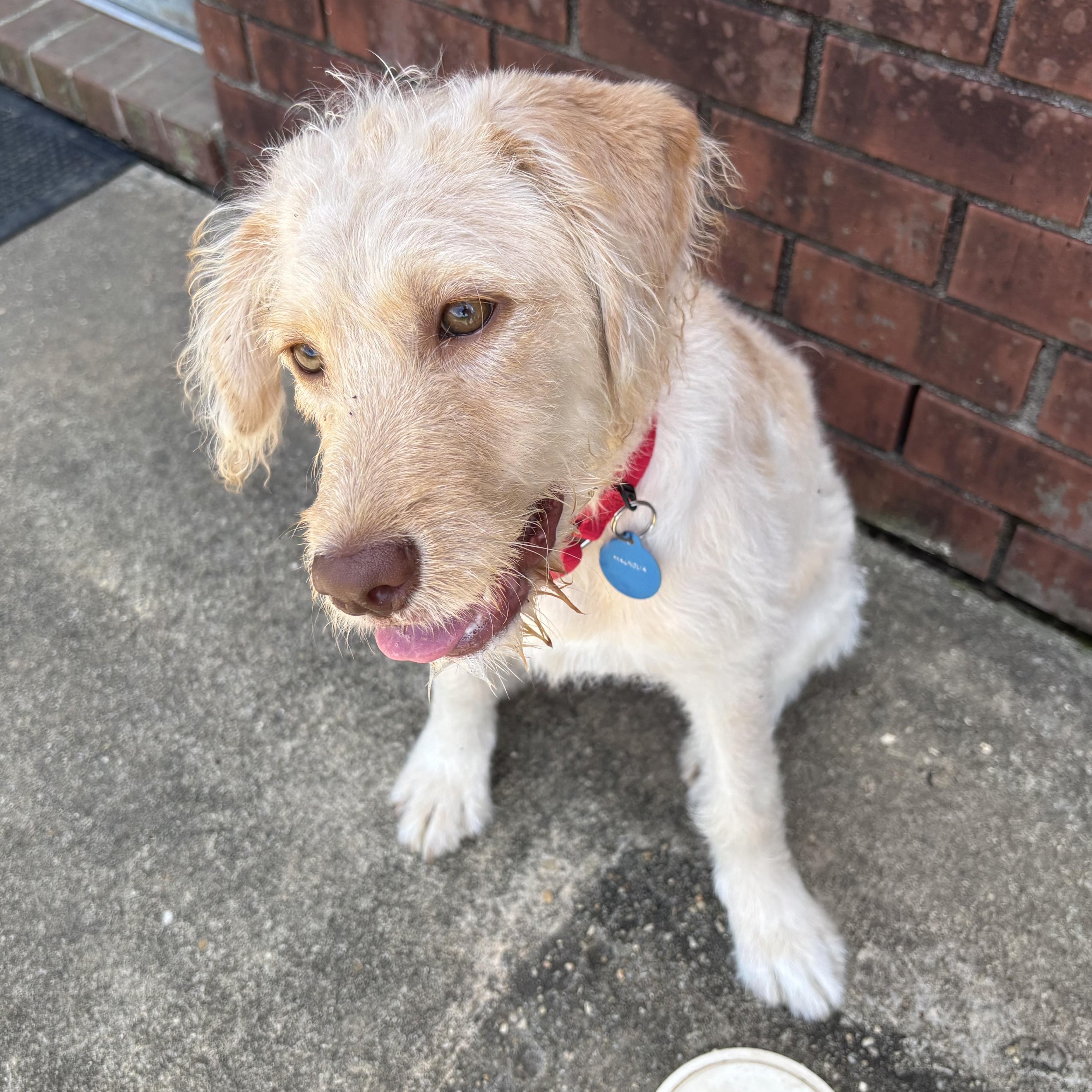 Magnolia, an adoptable Goldendoodle in New Canaan, CT, 06840 | Photo Image 1