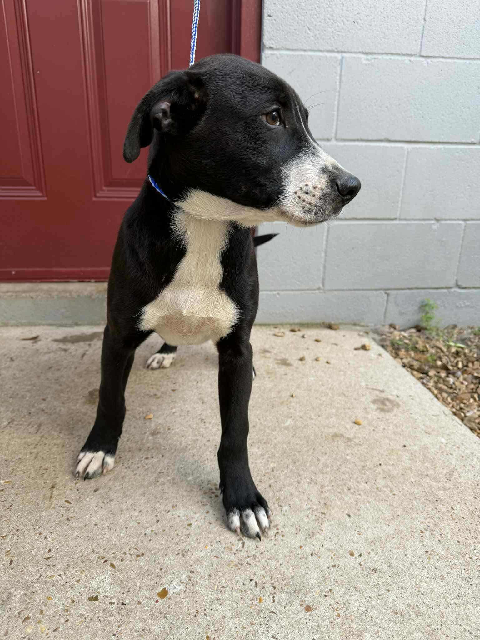 Enlarge Nathaniel (Nate), a Adoptable mixed breed in Eatontown, NJ image 1/3
