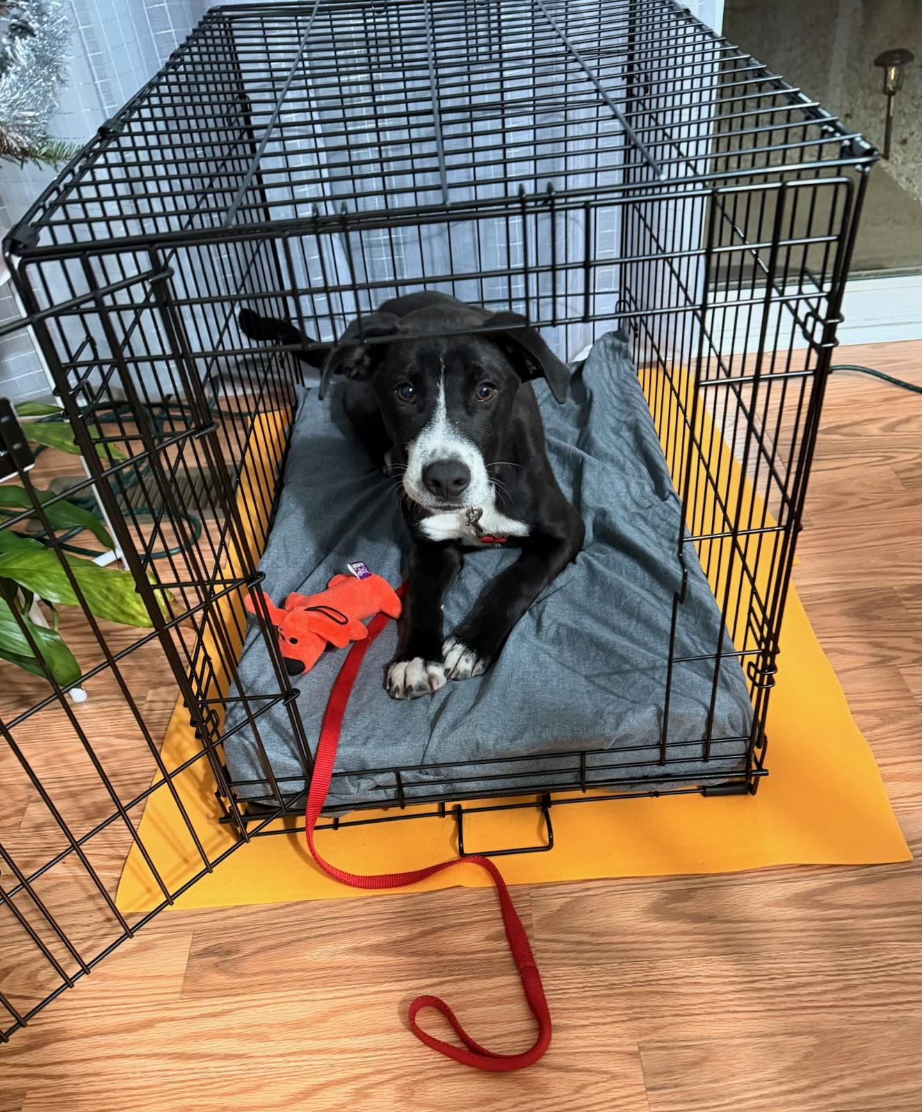 Enlarge Nathaniel (Nate), a Adoptable mixed breed in Eatontown, NJ image 3/5