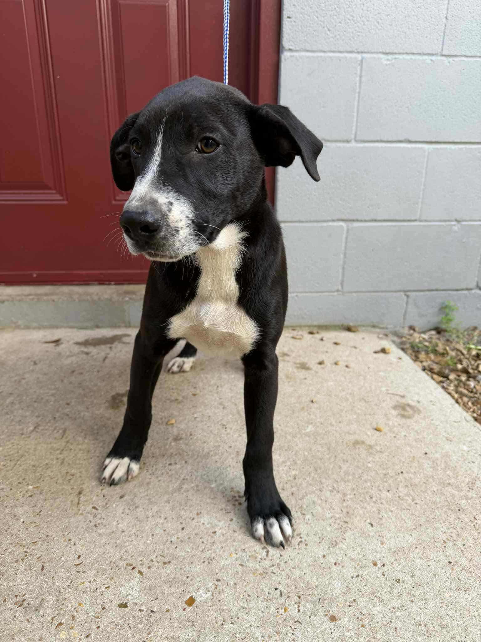 Enlarge Nathaniel (Nate), a Adoptable mixed breed in Eatontown, NJ image 2/3