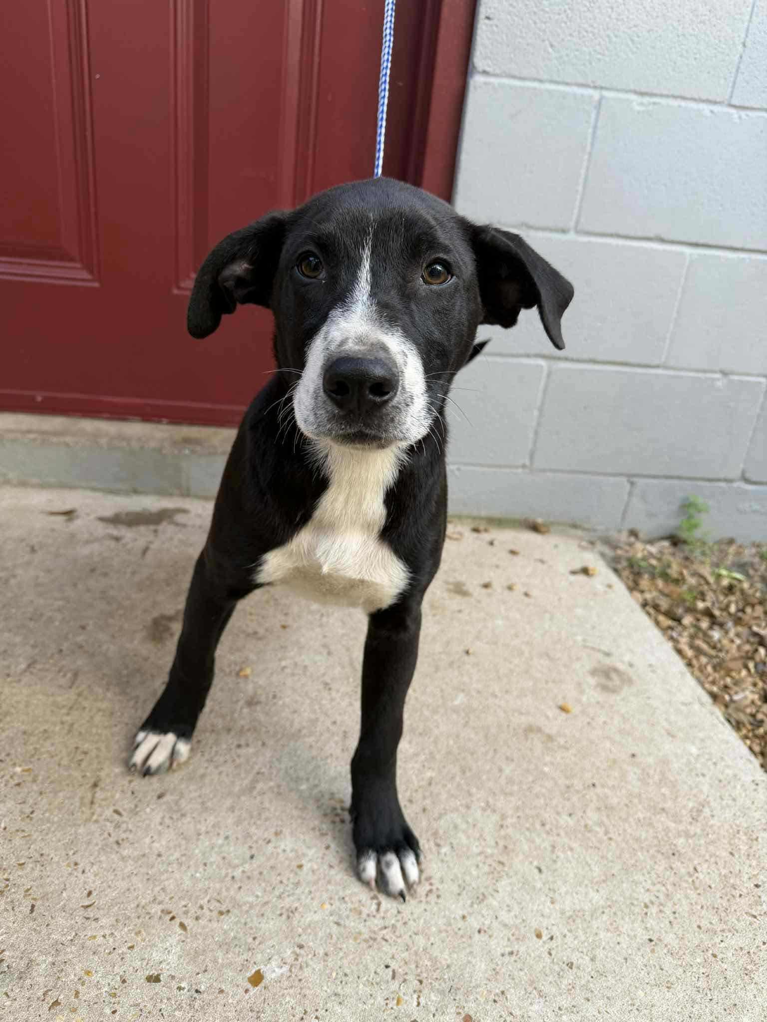 Enlarge Nathaniel (Nate), a Adoptable mixed breed in Eatontown, NJ image 3/3