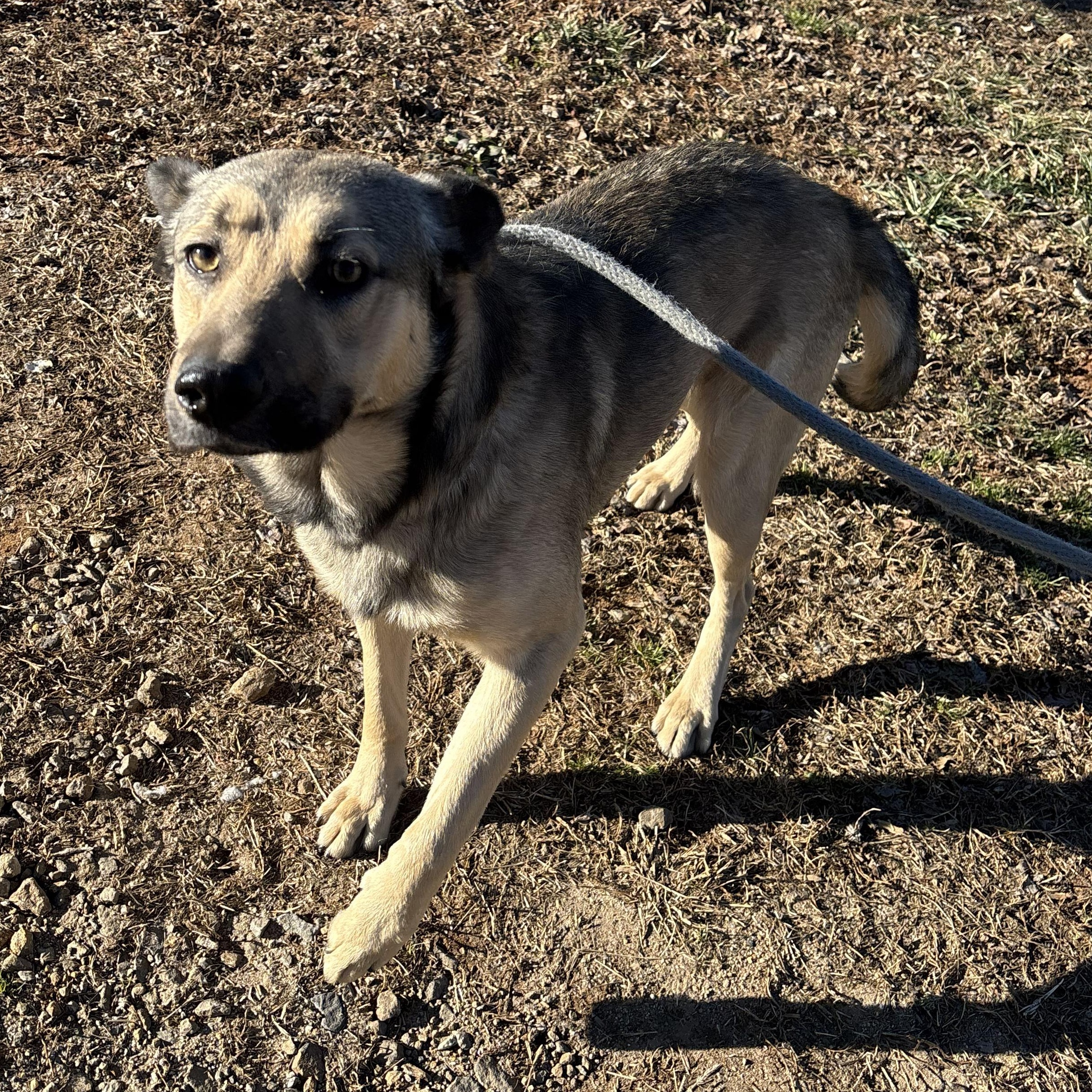 Jubilee, ADOPTABLE, Young Male Belgian Shepherd / Malinois.