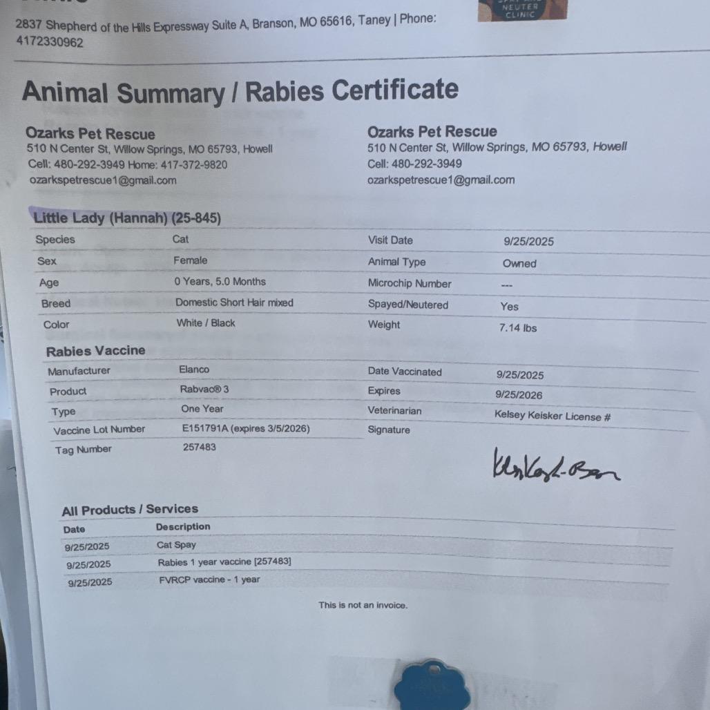 Enlarge Lady, an adopted American Shorthair in West Plains, MO image 1/2