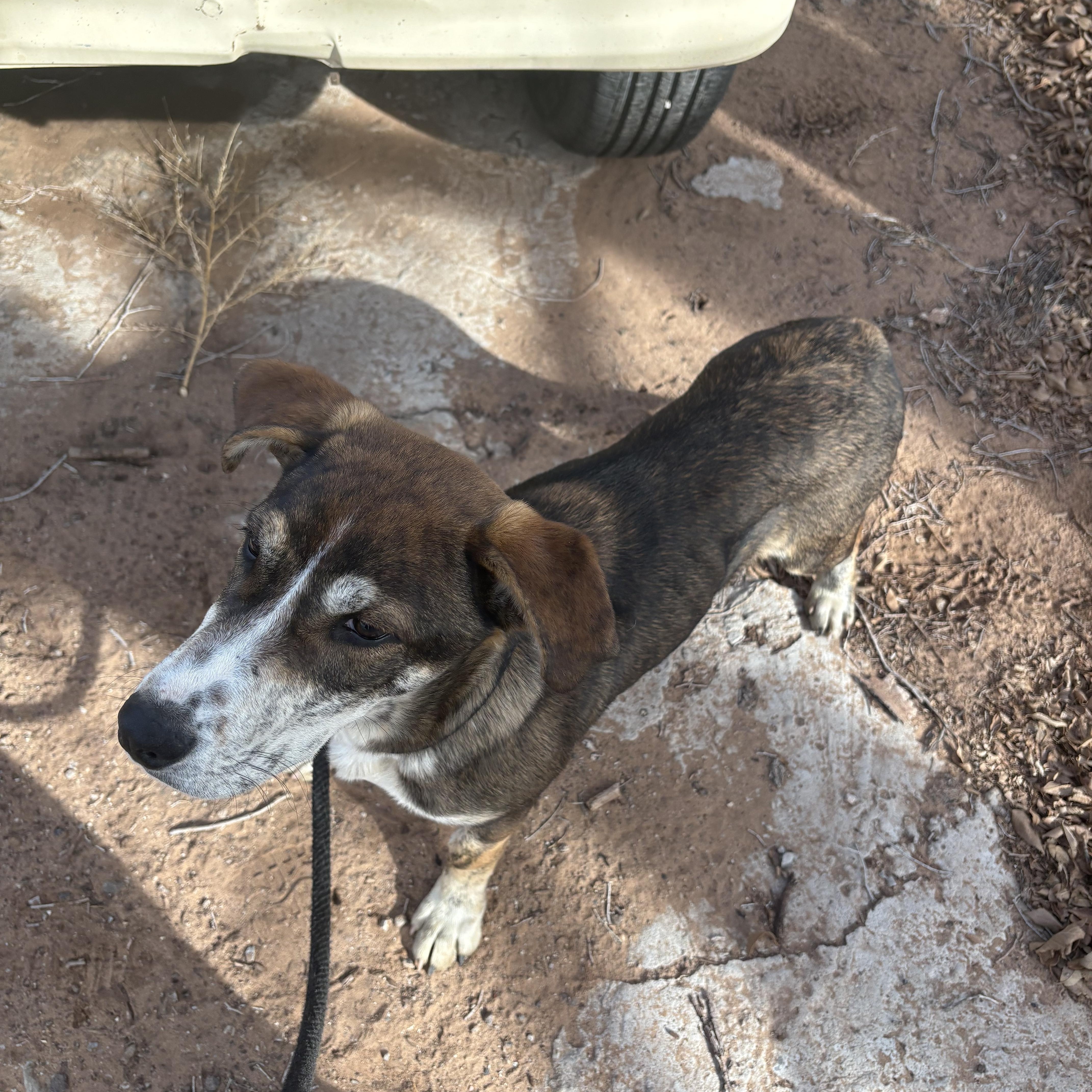 Link, Adoptable, Puppy Male Terrier & Australian Cattle Dog / Blue Heeler.