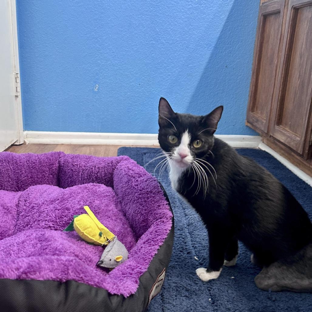 Maggie Springsong, Adoptable, Young Female Domestic Short Hair.