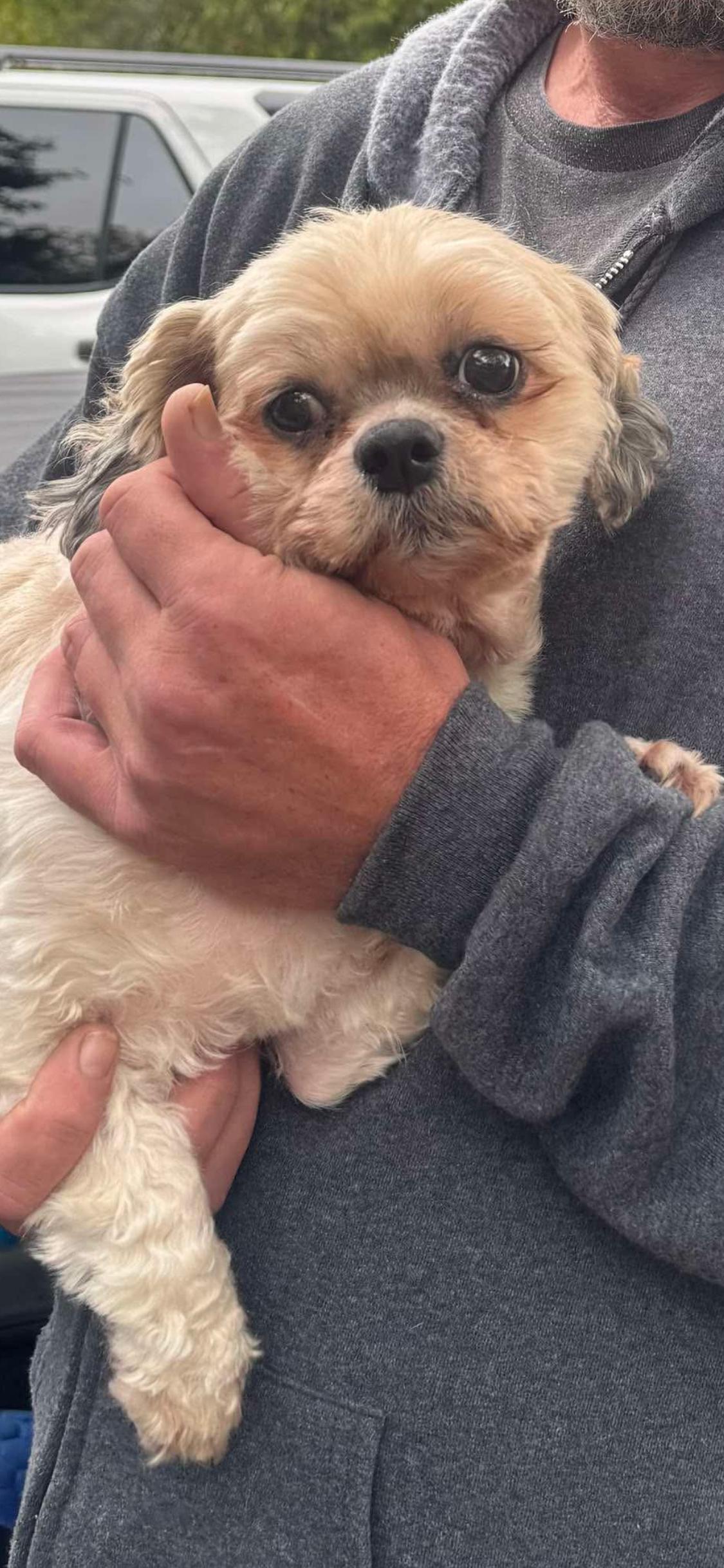 Enlarge Izzy, a Adoptable mixed breed in Crystal Lake, IL image 3/3