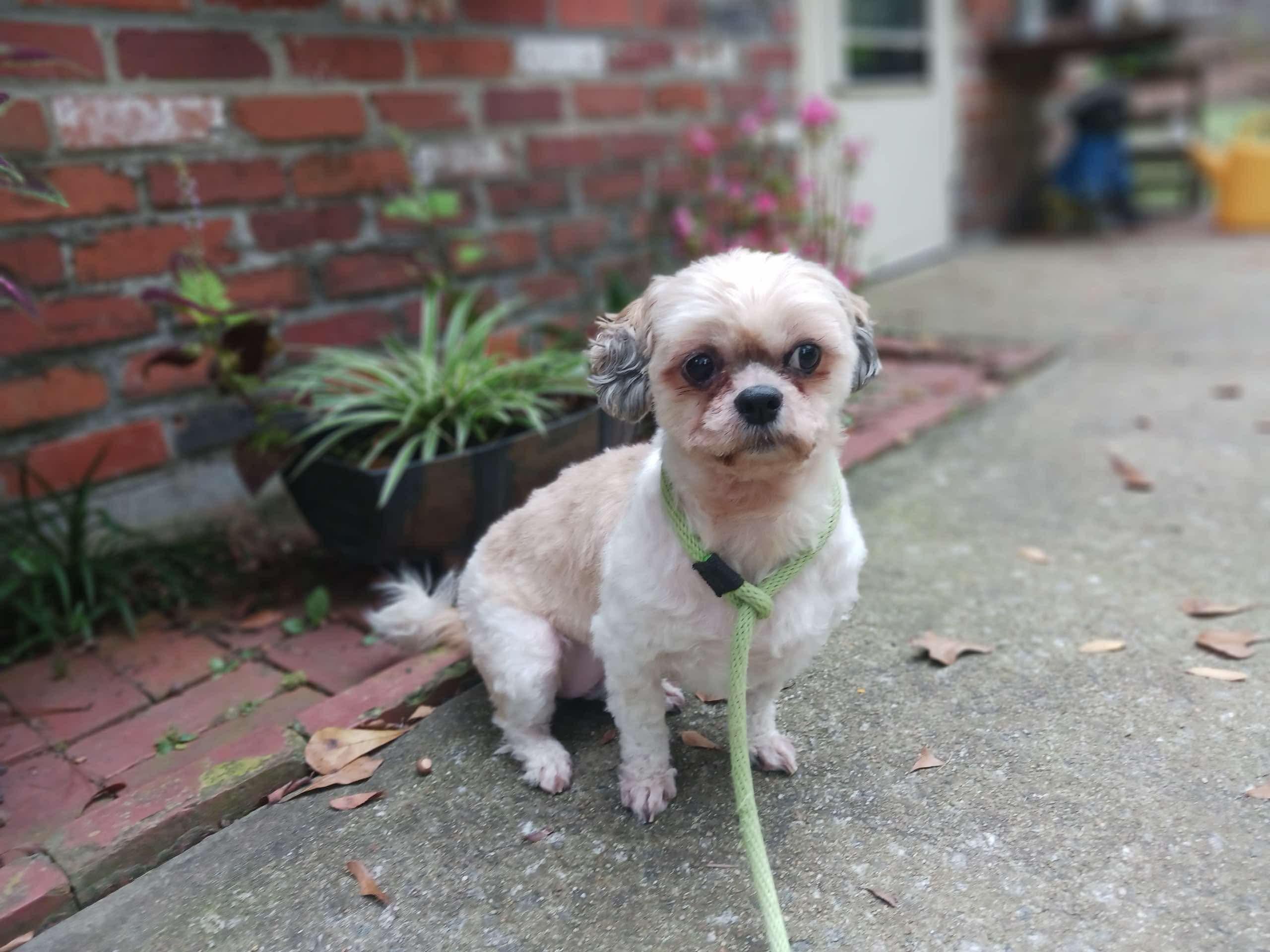 Izzy, Adoptable, Adult Female Pekingese.