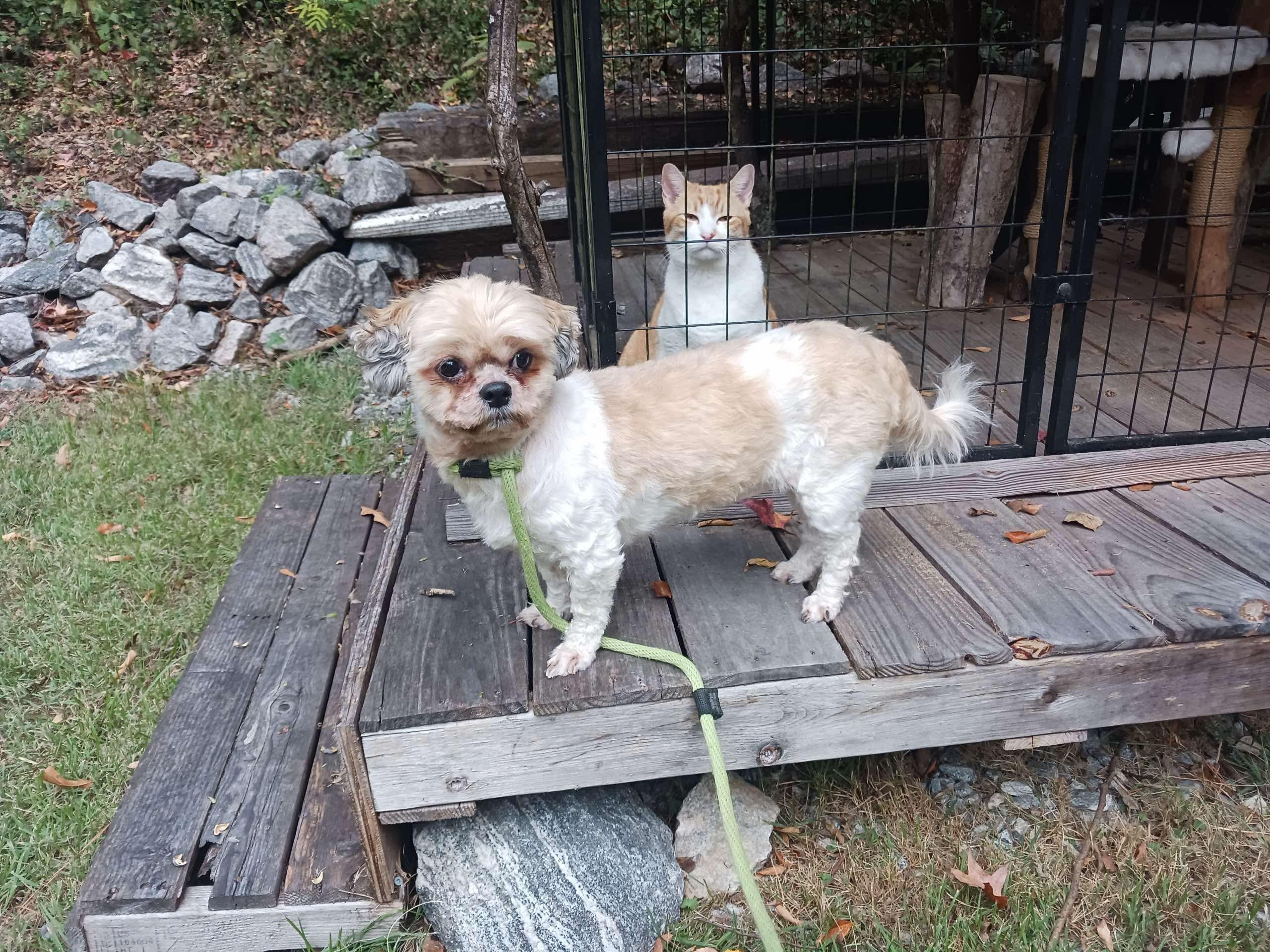 Enlarge Izzy, a Adoptable mixed breed in Crystal Lake, IL image 2/3