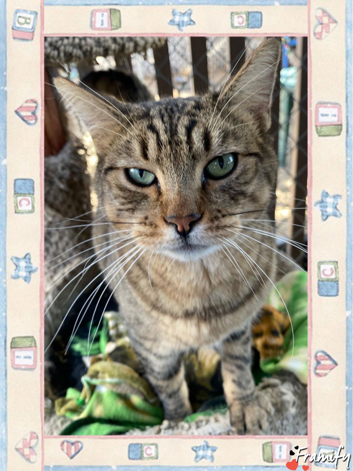 Enlarge Tom, a Adoptable Tabby in Littlerock, CA image 1/1