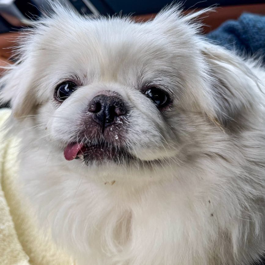 Enlarge Princess has been ADOPTED, a Adoptable Pekingese in Hillsdale, NJ image 1/1