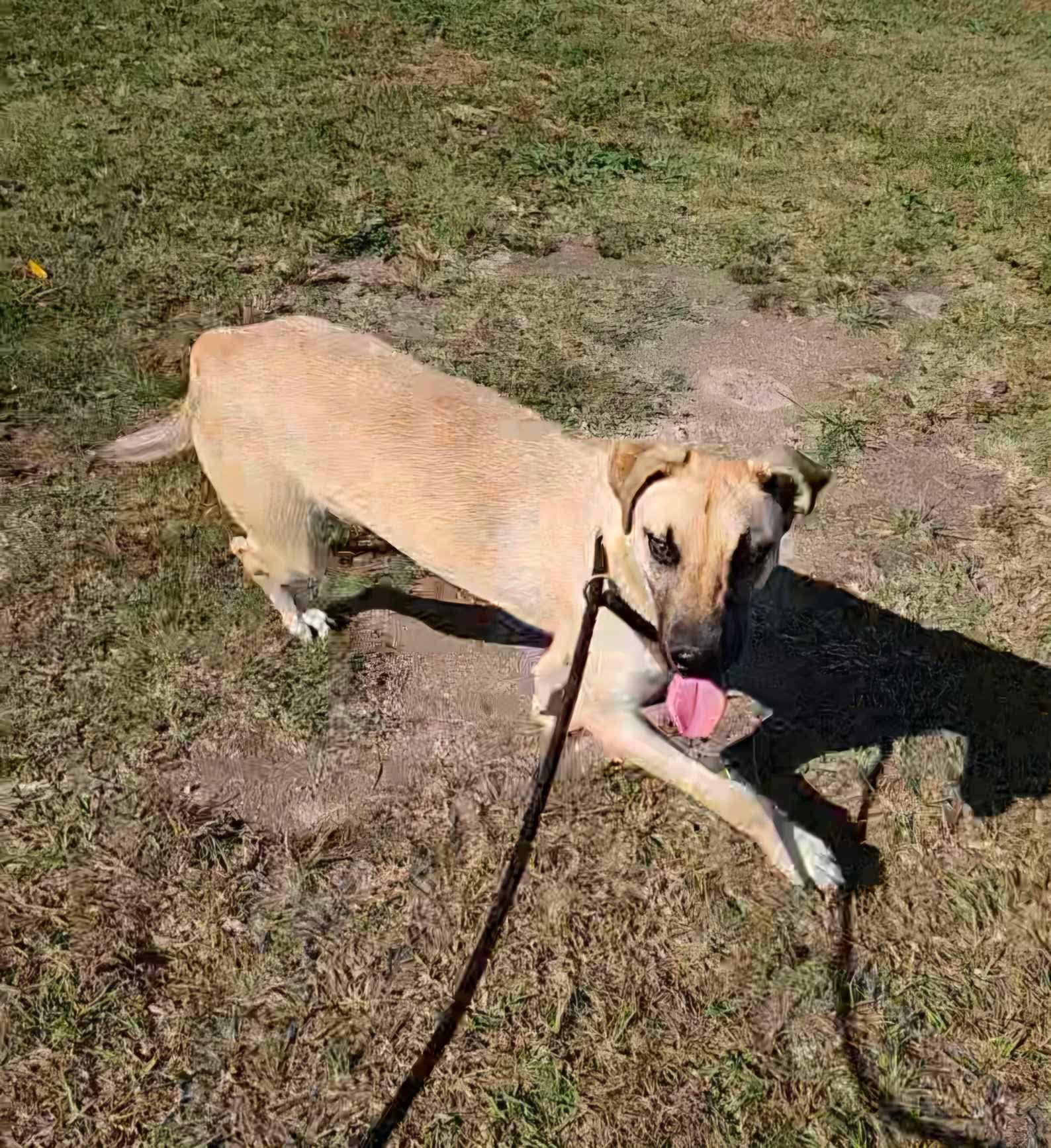 Kipper