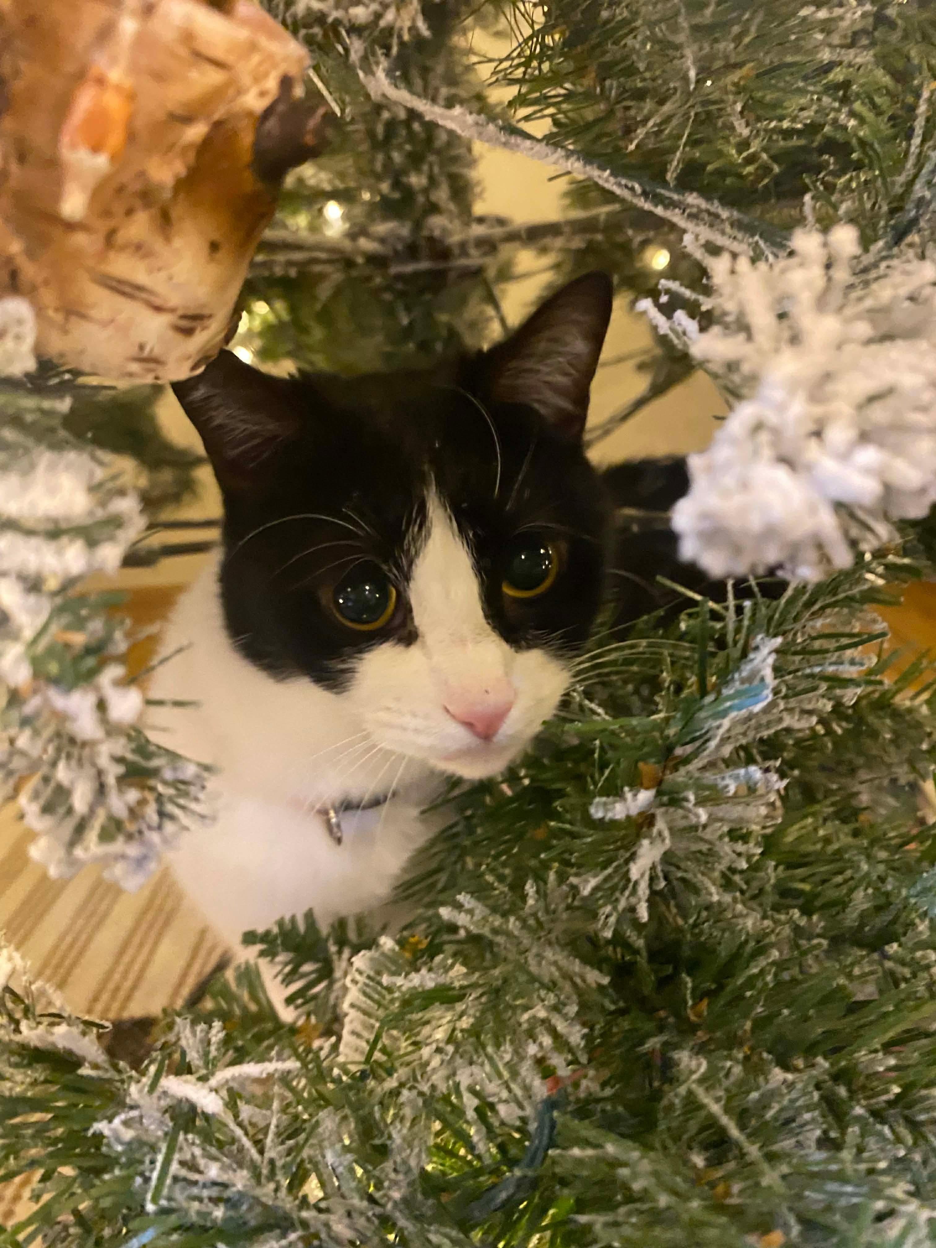 Enlarge Sunnie, a Adoptable Domestic Short Hair in Sioux Falls, SD image 1/4