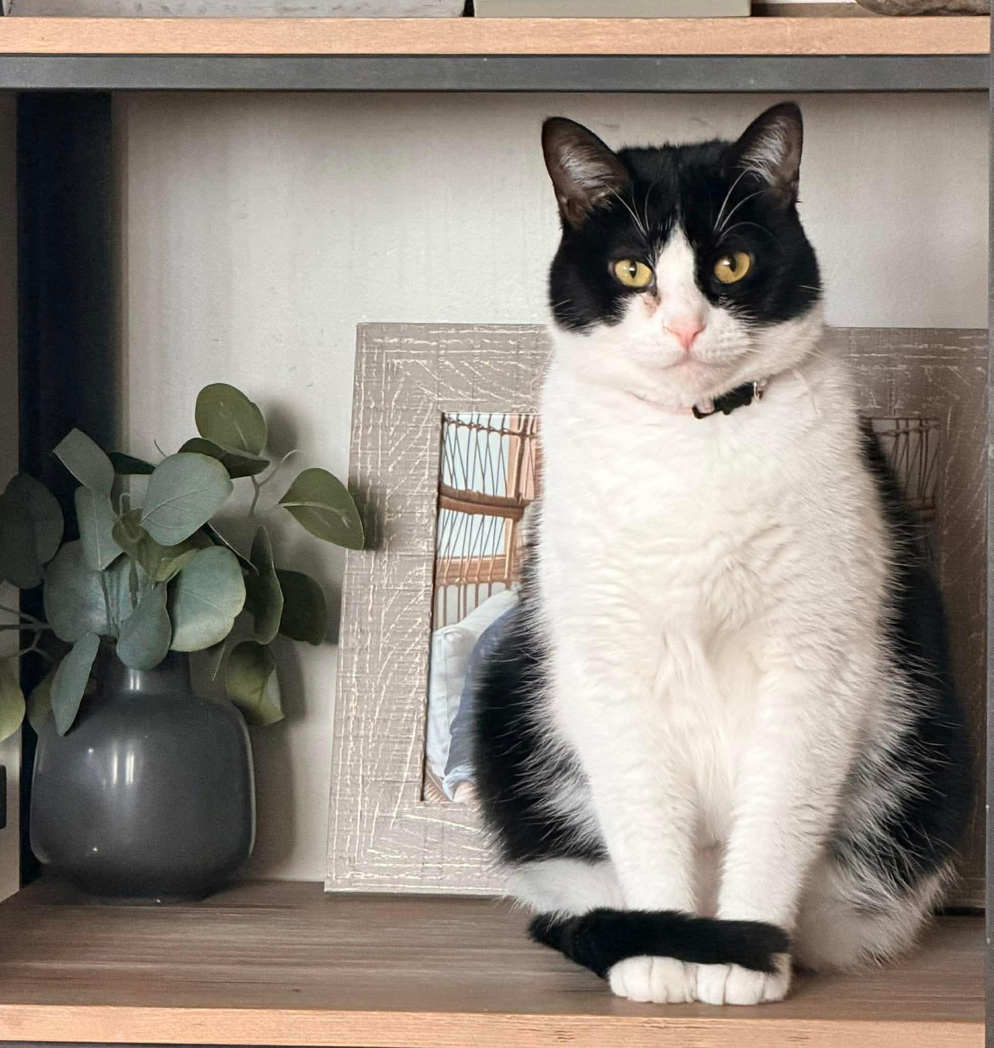 Enlarge Sunnie, a Adoptable Domestic Short Hair in Sioux Falls, SD image 2/4