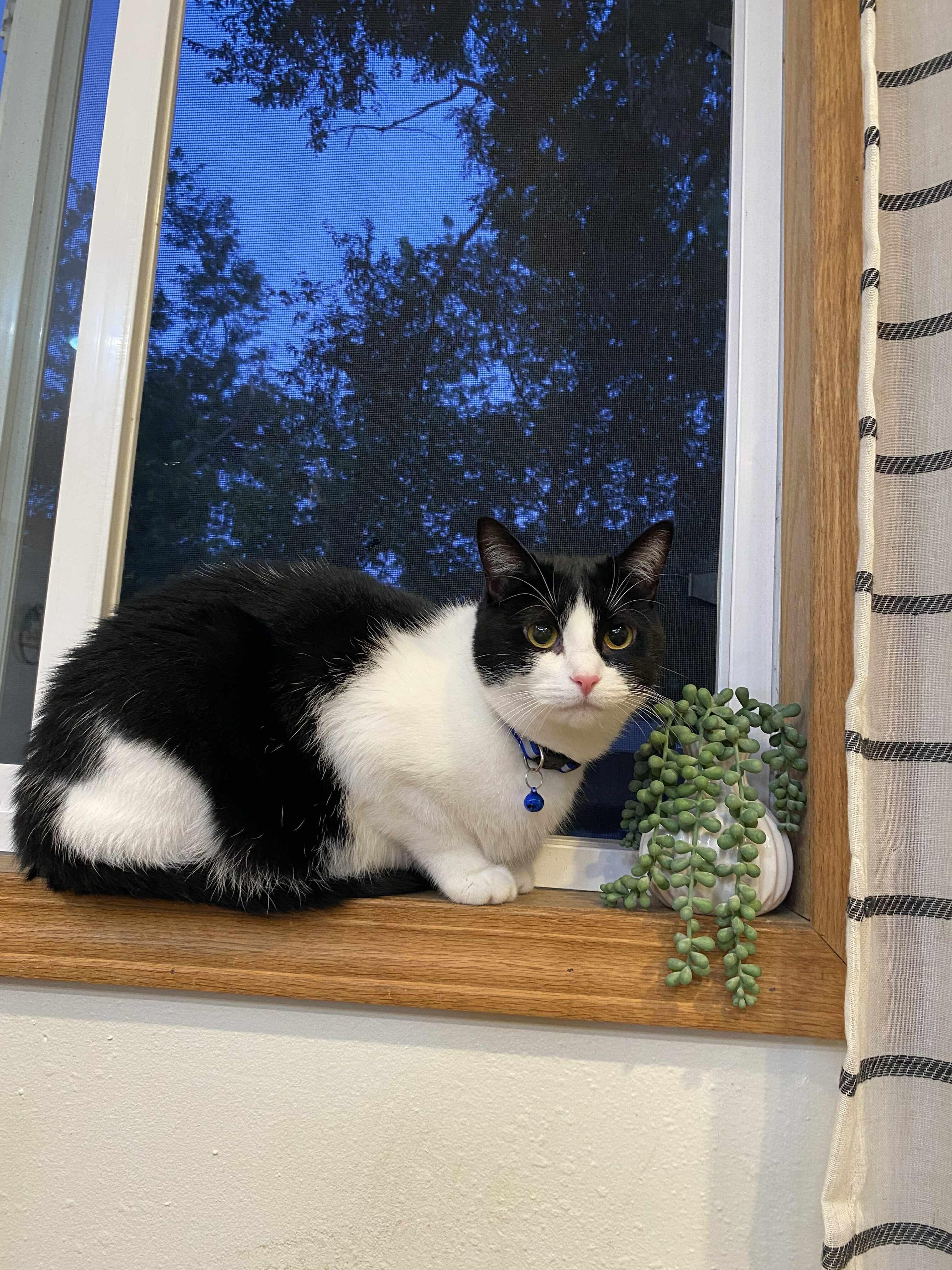 Enlarge Sunnie, a Adoptable Domestic Short Hair in Sioux Falls, SD image 2/2