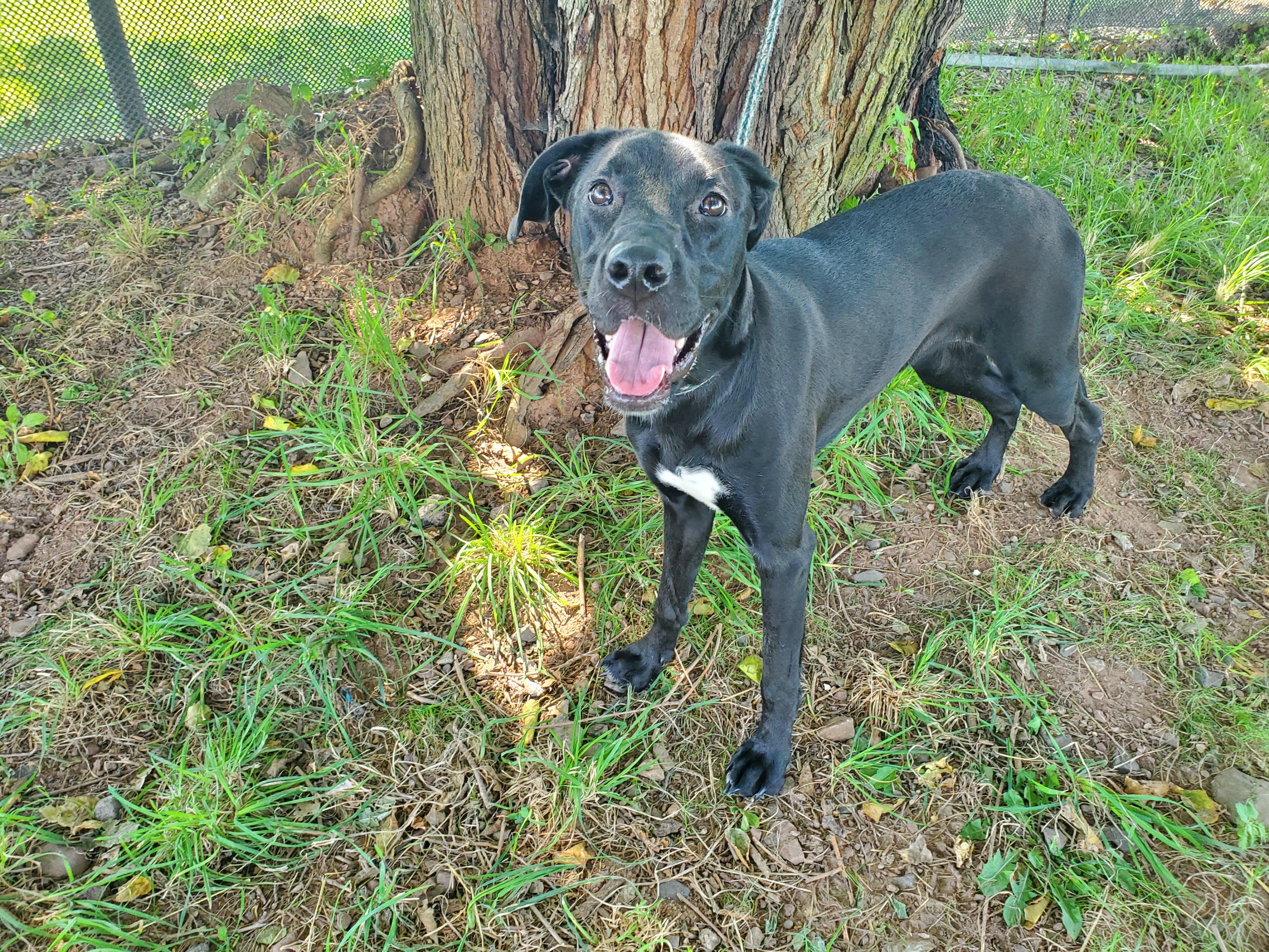 Precious, Adoptable, Young Female Black Labrador Retriever.