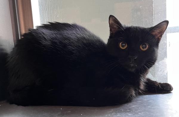 Paso Doble, Adoptable, Young Female Domestic Short Hair.